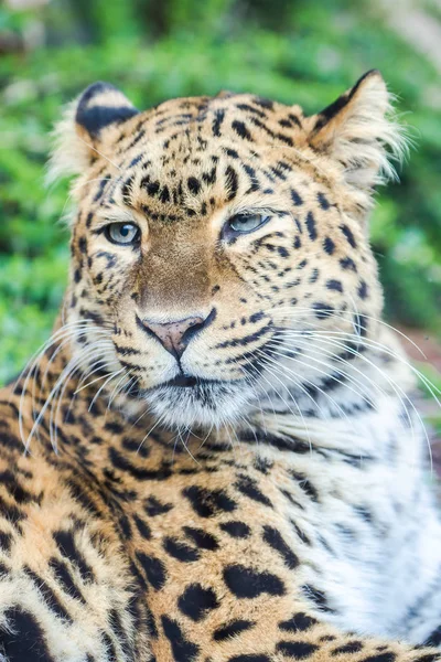 Λεοπάρδαλη Πάνθηρα Panthera Pardus Όμορφο Ζώο Πορτρέτο — Φωτογραφία Αρχείου