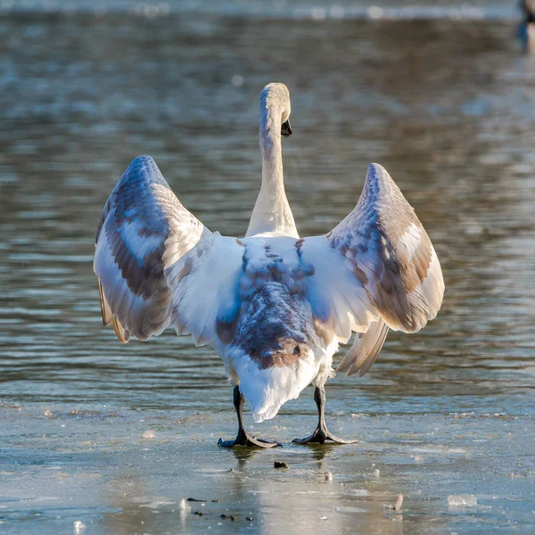 Widok Swan Tyłu Powierzchni Zamarzniętego Jeziora Zimie Zimno — Zdjęcie stockowe