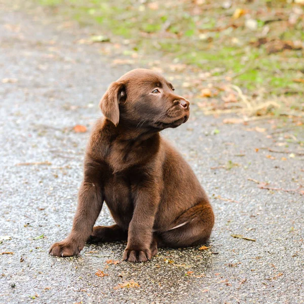 Brun Labrador Valp Sitter Våt Asfalt Road — Stockfoto