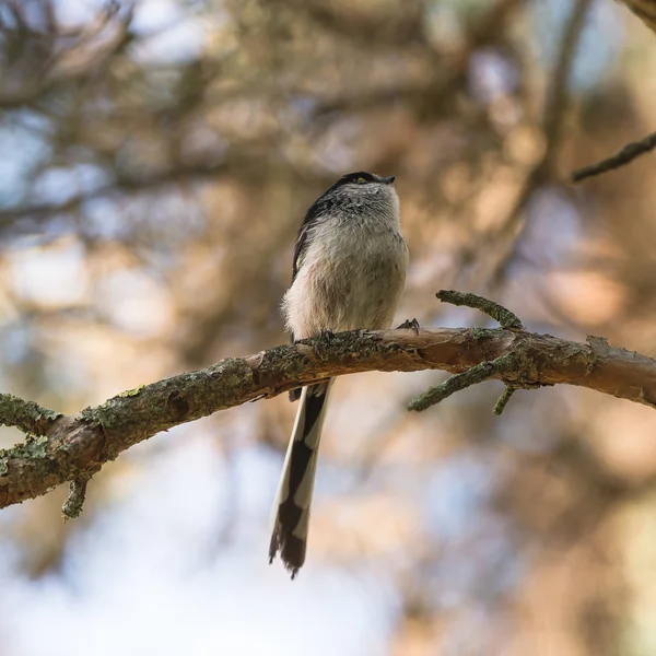 Tit Cola Larga Aegithalos Caudatus Europaeus Pájaro Árbol Primavera — Foto de Stock