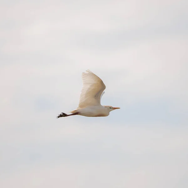 Cattle Egret, white bird flying in sky