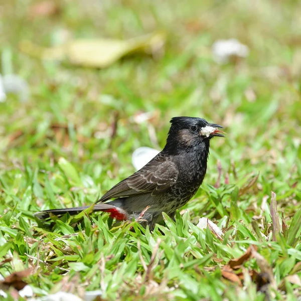 Red-vented Bulbul, exotic bird, eating