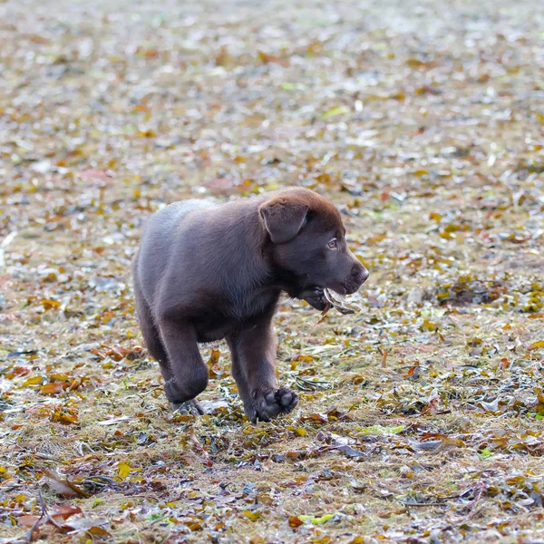 Dog labrador, chocolate puppy running on the beach