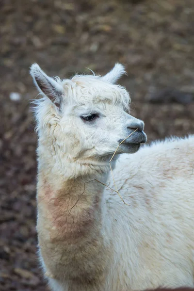 白アルパカ 動物の頭の肖像画 — ストック写真