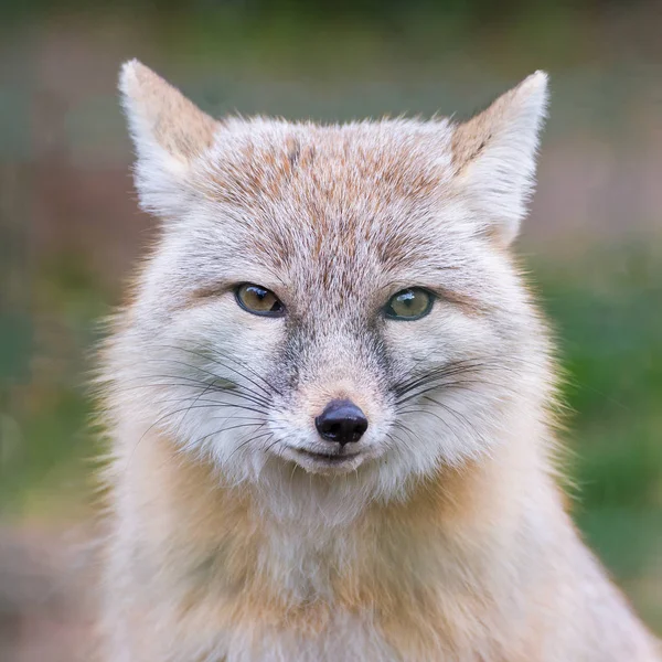 Corsac Fox Steppenfuchs Schöner Kopf — Stockfoto