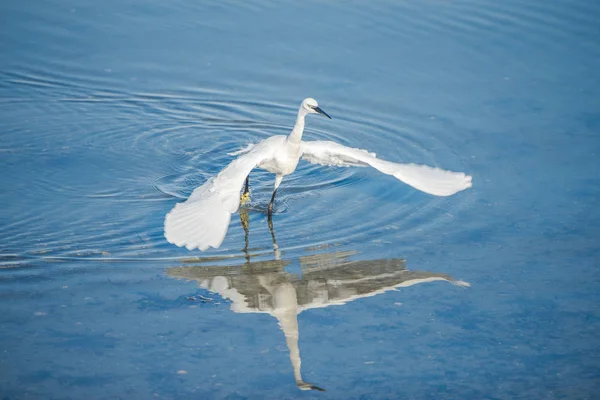 Silberreiher Vogel Blauen Wasser Vogel Spreizt Flügel — Stockfoto