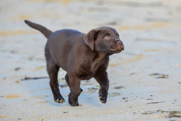 Piccolo Cucciolo Marrone Labrador Esecuzione Sulla Spiaggia Sabbia — Foto Stock