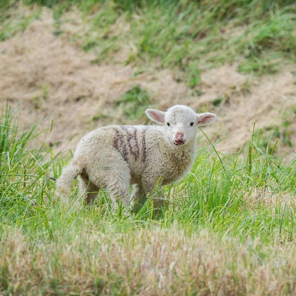 Προβάτων Και Αμνών Baby Πρόβατα Ένα Πεδίο — Φωτογραφία Αρχείου
