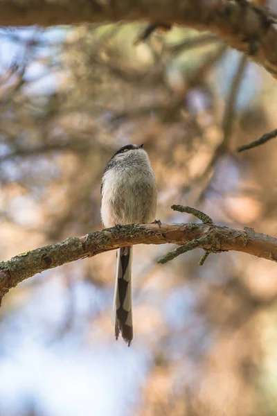 Hosszúfarkú Cinege Aegithalos Caudatus Europaeus Madár Egy Tavasszal — Stock Fotó