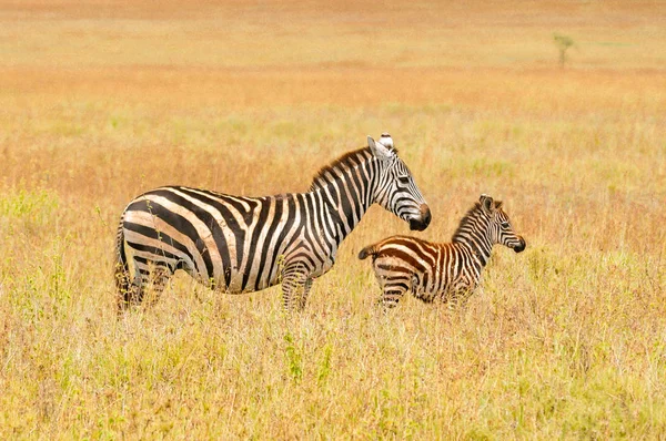 Bebek Zebra Annesi Savana Afrika Aile Sevgisi Ile — Stok fotoğraf