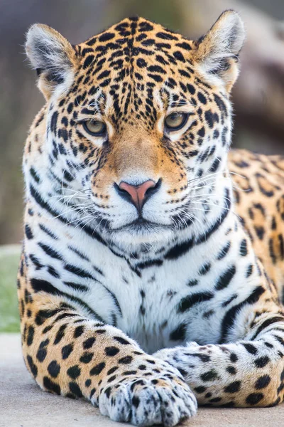 Leopard Panter Panthera Pardus — Stock fotografie