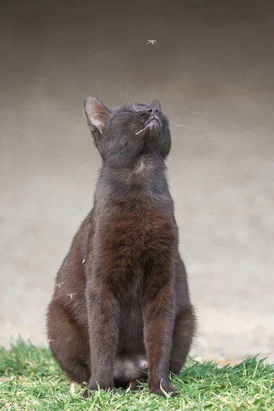 Pełna Klatka Kot Czarny Ładny Krótkie Włosy Zewnątrz Patrząc Nawet — Zdjęcie stockowe