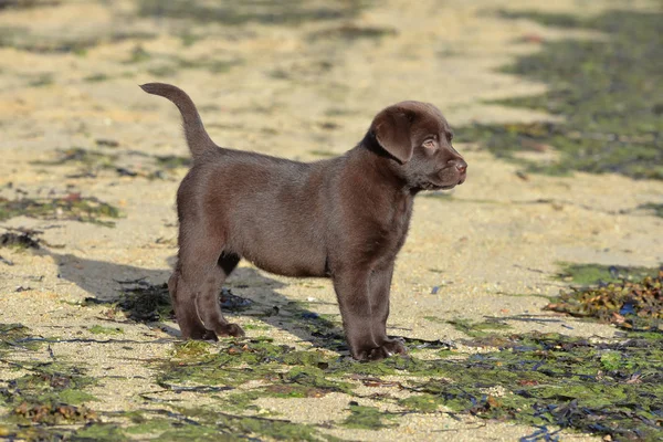 adorable small brown Labrador puppy standing on beach with see weed and looking away