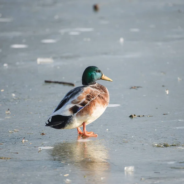 Pato Mallard Superfície Lago Congelado Inverno Frio — Fotografia de Stock