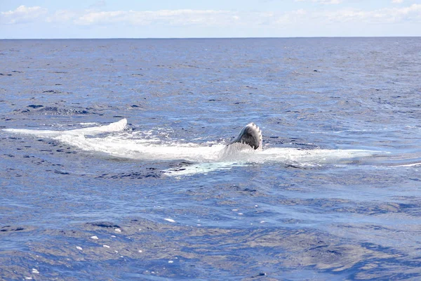 クジラの太平洋のフランス領ポリネシアでふくらはぎスイミング — ストック写真