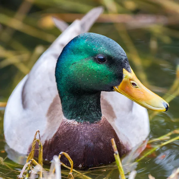 Mallard duck, duck in the pond