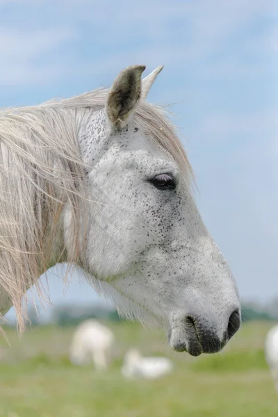 Blanc Beau Cheval Extérieur Portrait Animal Recadré Image — Photo