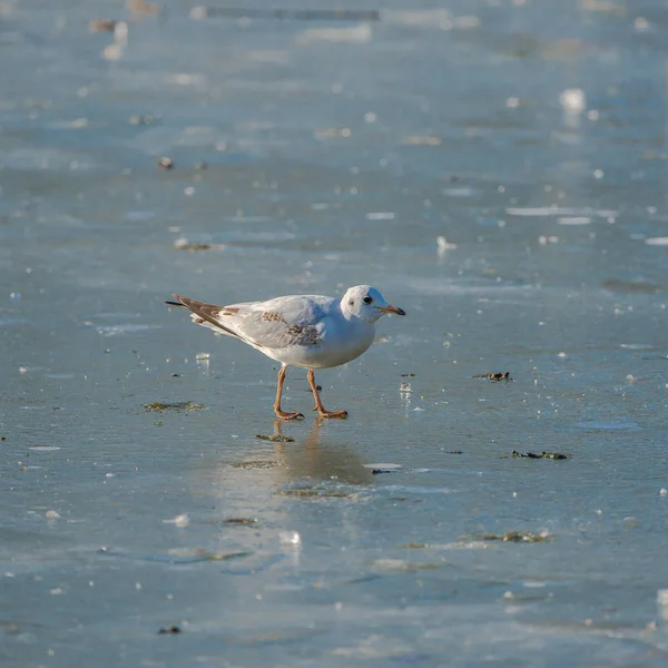 Gull standing on a ice cold pond in winter, in Paris