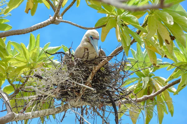 Braune Tölpel Sula Leucogaster Exotische Vogelbrut Französisch Polynesien — Stockfoto