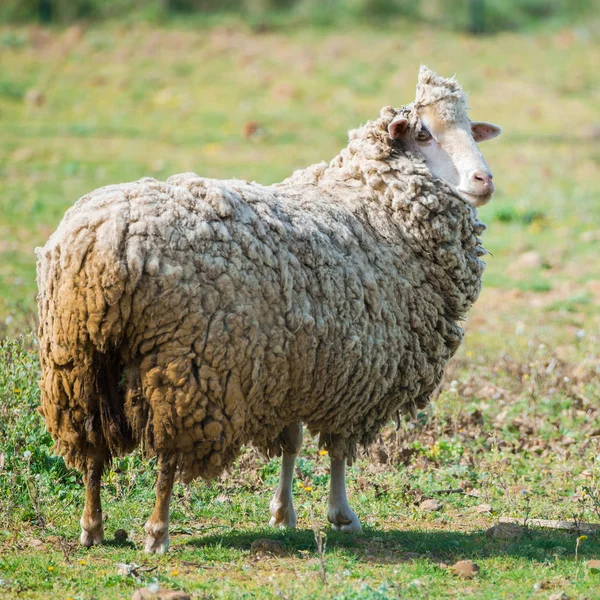 Comprimento Total Ovinos Campo Grama — Fotografia de Stock