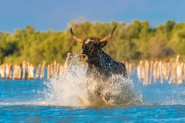 Suda, dörtnala boğa boğa Camargue içinde çalışan 