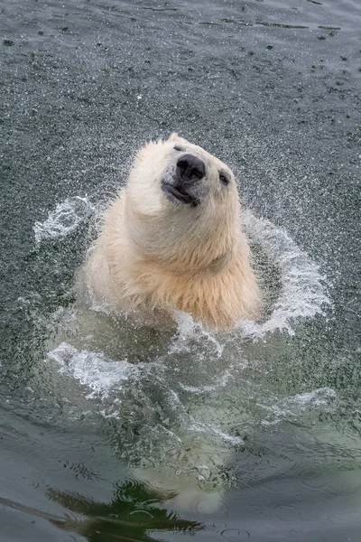 Divertido Oso Polar Blanco Nadando Agua Fría Animal Salvaje — Foto de Stock