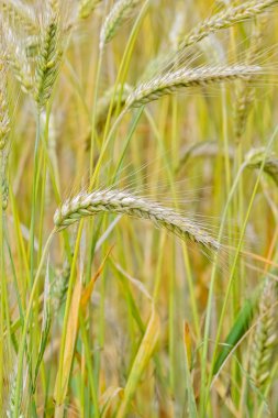 Yazın olgunlaşmış buğday tarlası