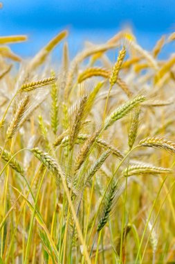Yazın olgunlaşmış buğday tarlası