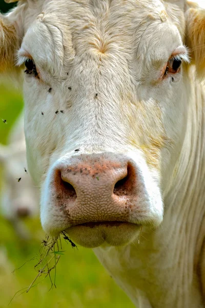 Charolais cow, white cow in a field, head