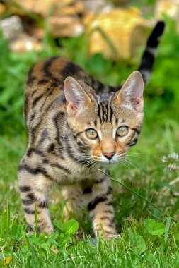 yeşil çim çayır üzerinde yürüme çizgili stenografi bengal kedisi 