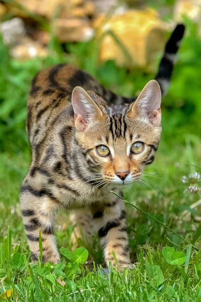 shorthair striped bengal cat walking on green grass meadow