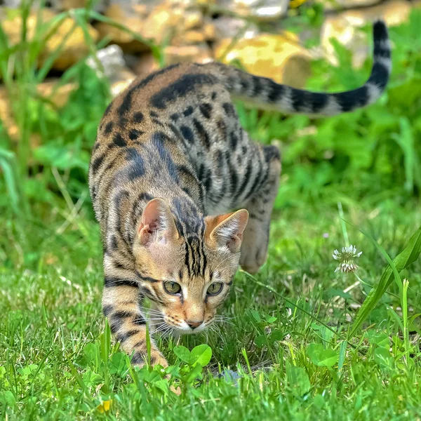 shorthair striped bengal cat walking on green grass meadow