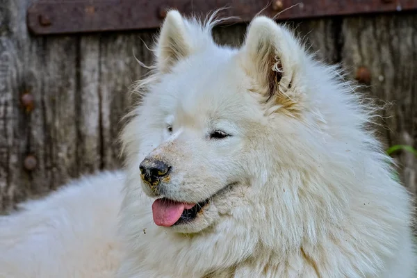 Самоед Белая Собака Показывает Язык Закрыть — стоковое фото