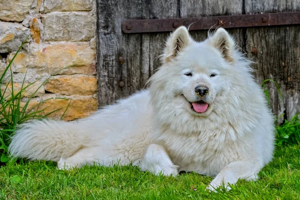 Самоед Белая Собака Показывает Язык Лежит Зеленой Траве — стоковое фото
