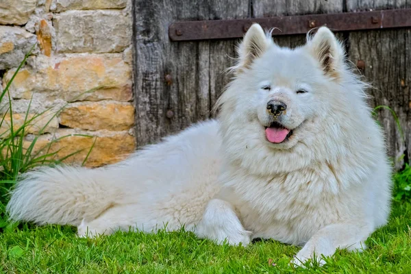 Samoyedo Perro Blanco Mostrando Lengua Acostado Hierba Verde — Foto de Stock