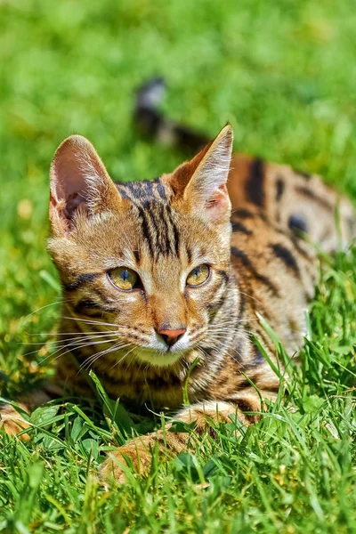 ショートヘア ストライプ緑の草の上に横たわるベンガル猫 — ストック写真