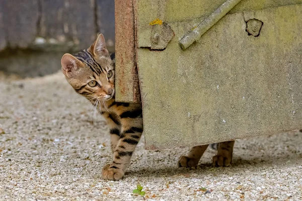 Короткополосатый Бенгальский Кот Прячется Улице — стоковое фото