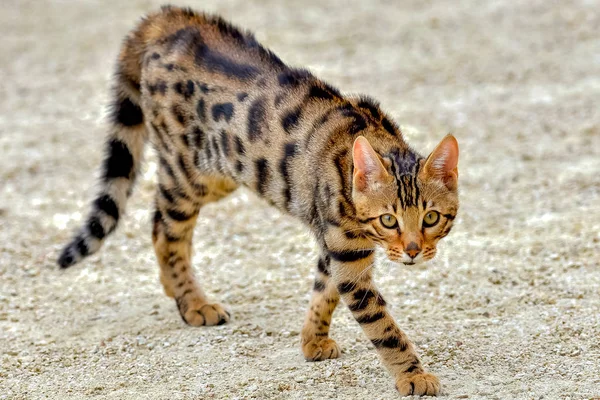 Engraçado Shorthair Listrado Bengala Gato Andando Livre — Fotografia de Stock