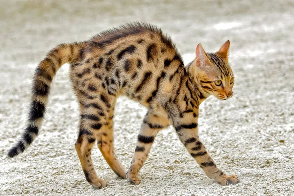 面白いショートヘア ストライプ ベンガル猫が歩いて屋外 — ストック写真
