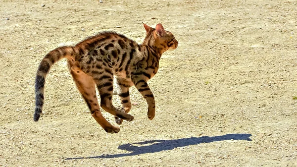 Zabawny Stenografia Pasiasty Kot Bengalski Jumpinh Zewnątrz — Zdjęcie stockowe