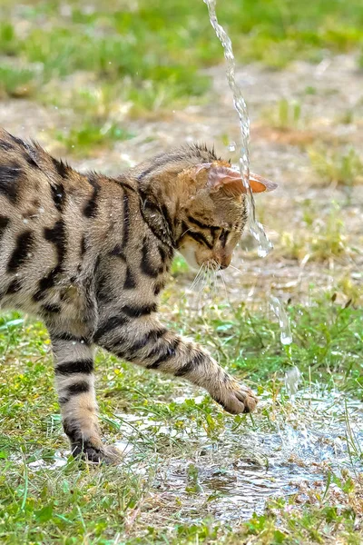 Figlarny Stenografia Pasiasty Bengal Cat Wody Strumienia — Zdjęcie stockowe