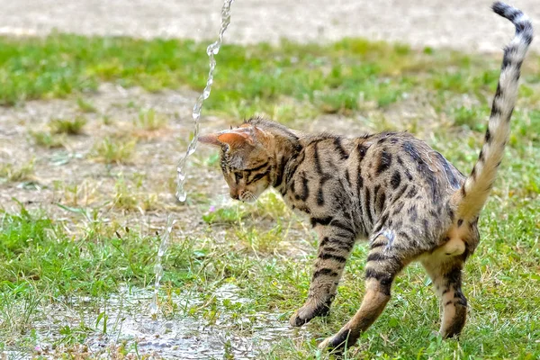 遊び心のあるショートヘア ストライプ ベンガル猫と水のストリーム — ストック写真