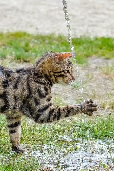 Короткополосатый Бенгальский Кот Играющий Водяным Потоком — стоковое фото