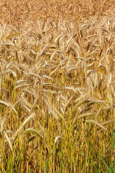 Reifes Weizenfeld Sommer — Stockfoto