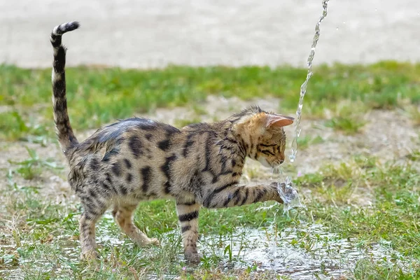 Короткополосатый Бенгальский Кот Играющий Водяным Потоком — стоковое фото