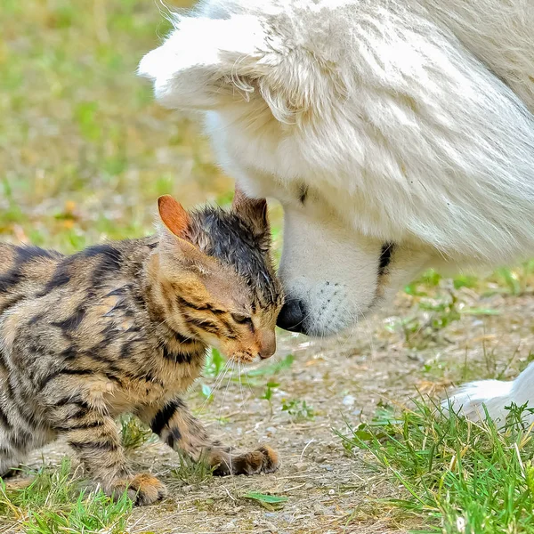Очаровательный Самоед Белый Пес Бенгальский Кот Вместе Открытом Воздухе — стоковое фото