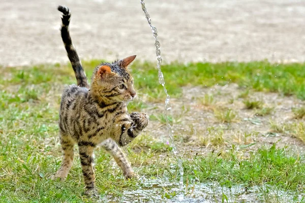 ウェット ショートヘア ストライプ屋外の緑の草や水の流れベンガル猫 — ストック写真