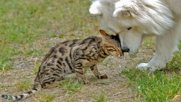愛らしいサモエド白い犬とベンガル猫一緒にアウトドア — ストック写真