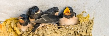     Swallows, babies in the nest waiting to be fed by their mother  clipart