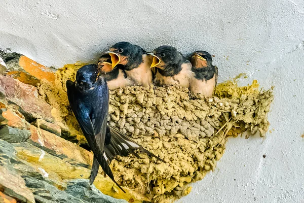 婴儿在鸟巢里等待母亲的喂养 — 图库照片
